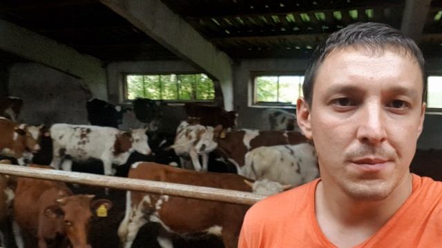 Продажа товарных Симменталов. Мясо молочные породы КРС. Экспорт импорт скота. Sale of commodity смотреть онлайн