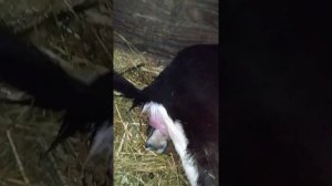 Окот у козы/Роды у козы/козьи роды