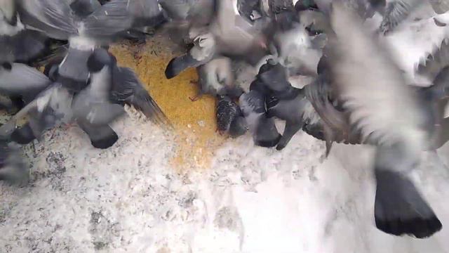 творите добро на земле помогайте нашим меньшим братьям... они нуждаются в вашей помощи...