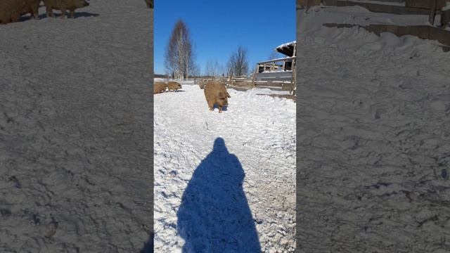 Чудесная, уникальная порода свиней Венгерская Мангалица..?