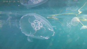 Снорклинг. Крым. Новый свет. Царский пляж. Октябрь 2019.