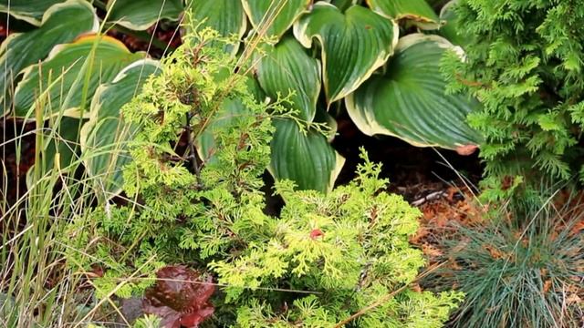 Сад минимального ухода смотреть онлайн