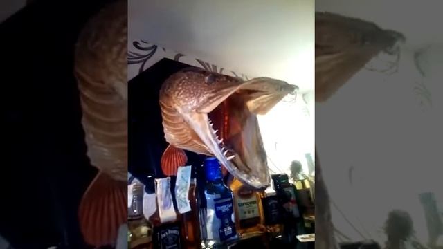 Как я делал чучело из головы щуки. смотреть онлайн