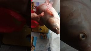 Толстолобик весом 5 кг попался в сеть. 16.10. 2023.