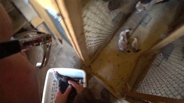 63. Дачный блог 28.04.2021г. Большое переселение цыплят. Нас завалило снегом... смотреть онлайн