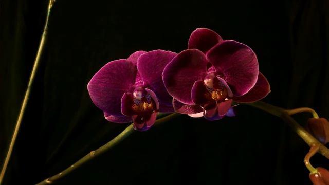 phalaenopsis orchid bloom time lapse смотреть онлайн