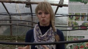 Малина ремонтантная. Выбор сортов.