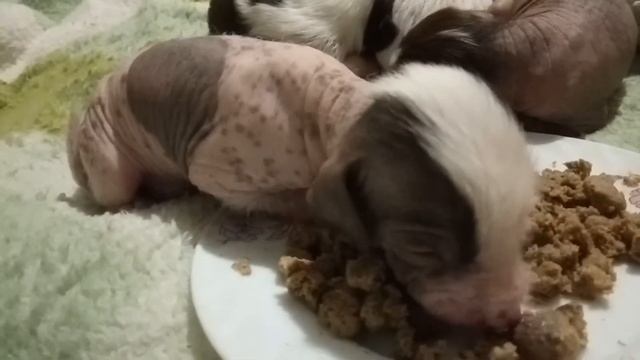 Щенки Китайской Хохлатой Собаки Первый Раз Пробуют Корм смотреть онлайн