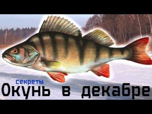 Дедушка на пруду рассказал как наловить много окуня в декабре.  Секреты ловли окуня в декабре.