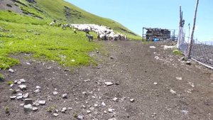 Приготовления овечьего сыра в горах Дагестана,а именно в рутульском районе с. Джилихур