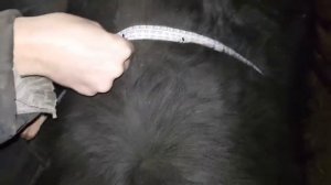 Узнаём Вес быка в 11 месяцев.