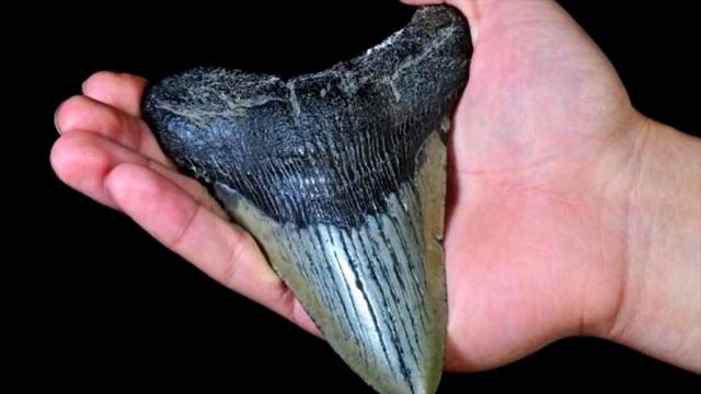 Битва Самых Больших Акул в Мире Мегалодон Против Левиафана смотреть онлайн