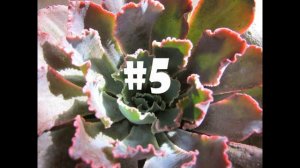 Top Ten Countdown - My Favorite Echeverias