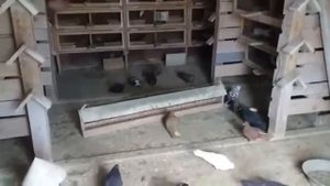 Голуби г. Грязи Липецкой области