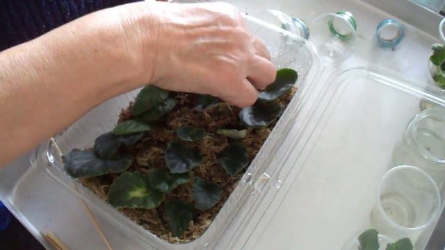 78. Sphagnum Yosununda menekşe yetiştirme yöntemi. The method of growing violet in Sphagnum Moss. смотреть онлайн