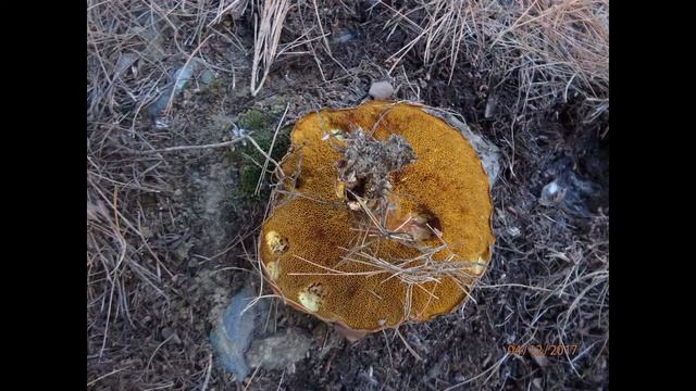 Suillus granulatus смотреть онлайн