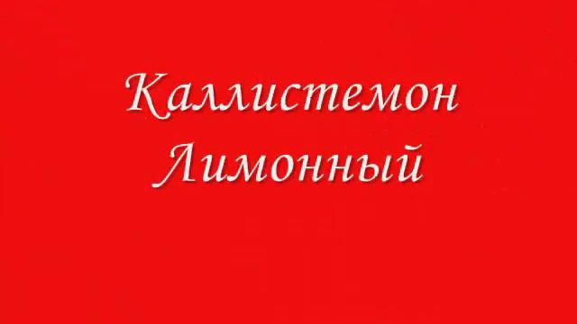 Удивительные Растения