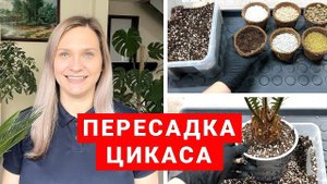 УХОД И ПЕРЕСАДКА ЦИКАСА