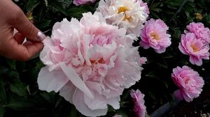 Пион Orchid Anne. Май 2018