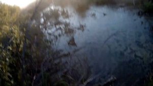 Охота на утку с подхода #Охота#Сибирь#МР153