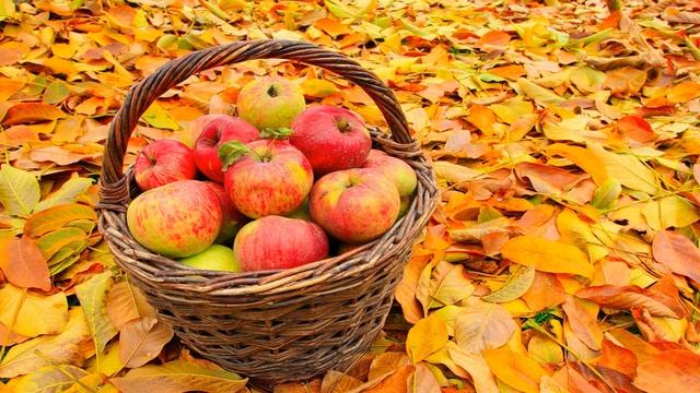 ОСЕННИЙ УРОЖАЙ. СТИХИ ДЛЯ ДЕТЕЙ смотреть онлайн