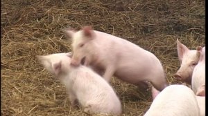 Свиноферма строительство. Содержание свиней.