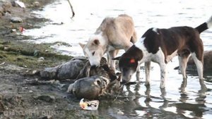 ГАНГА ДАРЁСИНИНГ МУРДАЛАРИ / ХИНДИСТОН / КИЗИКАРЛИ ДУНЁ