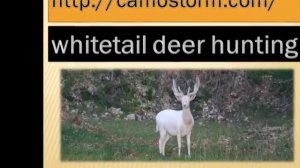 camostorm - whitetail buck hunting