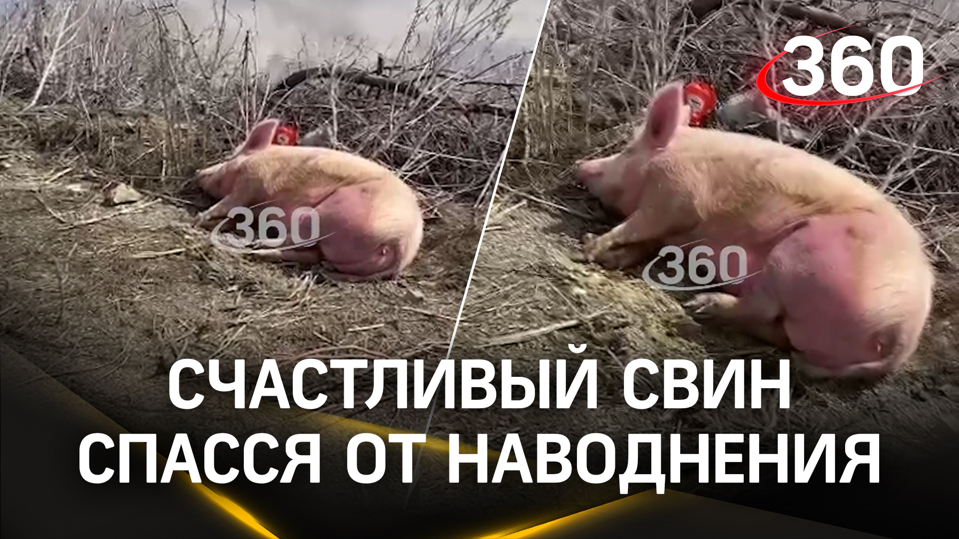 Этого счастливого свина спасли от наводнения, но надолго ли?