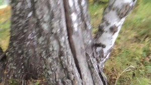 Шершни атакуют.Новосибирск.Новосибирский район.