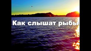 Как слышат рыбы
