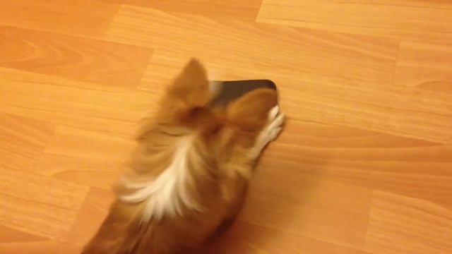 Чихуахуа ругается под красивую мелодию смотреть онлайн