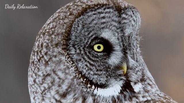 Instant Relief from Stress and Anxiety • Birds Singing in the Forest, Gentle Music, Deep Healing смотреть онлайн