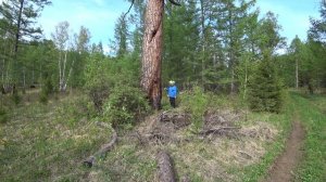 Говорят в России нет старых деревьев. Зря говорят!