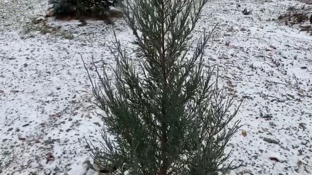 Накрываем туи от снега и весеннего солнца смотреть онлайн