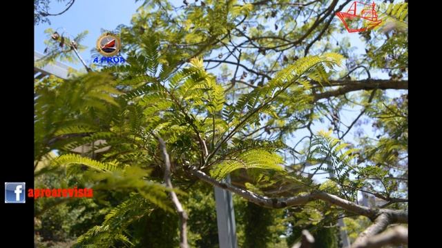 JACARANDA o TARCO (Jacaranda mimosifolia) смотреть онлайн