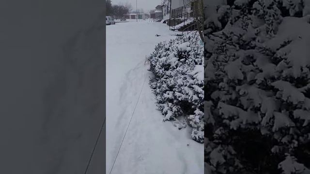 Как выглядит прогулка в магазин со щенком Джек Рассел терьер в 3 месяца смотреть онлайн