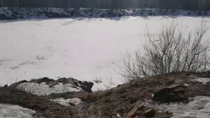 Сибирские хаски Челябинска)