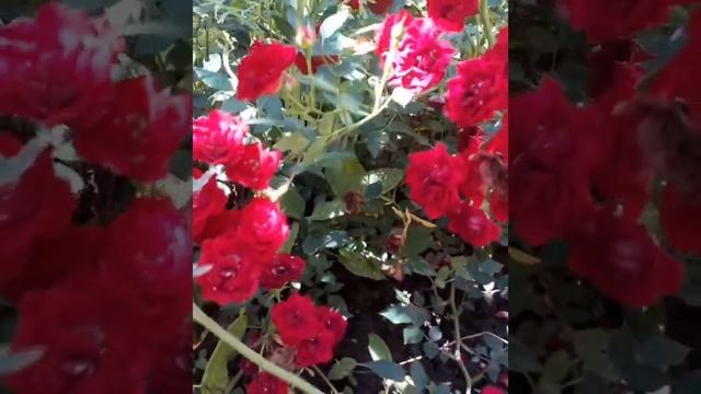#цветы #уГалины Цветы у Галины.