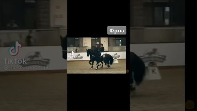 самая дорогая порода лошадей смотреть онлайн