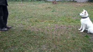 Занятие со щенком БШО 5 месяцев