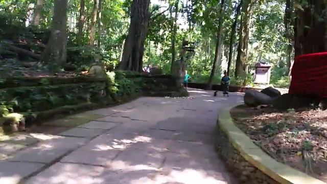 Лес обезьян в убуде. Убуд Бали Индонезия. смотреть онлайн