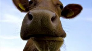Так мычит обычная корова