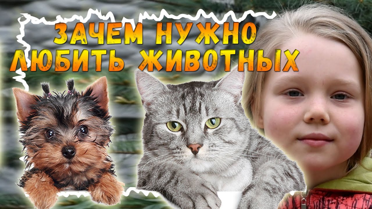 Почему нужно любить животных смотреть онлайн