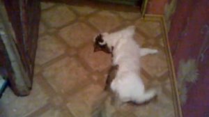 кот прется от доместоса)))))