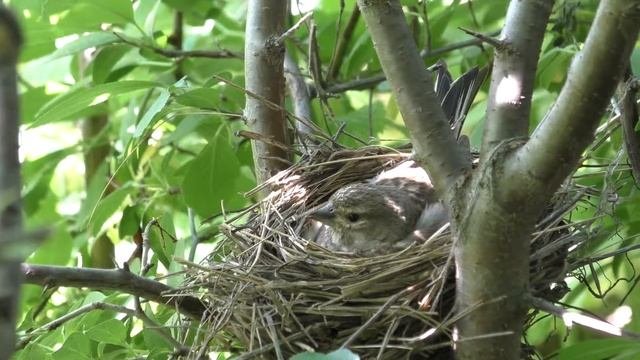 Коноплянка 160620 4 за Ткачевыми гнездо 4 меняет позицию, ворочает яйца