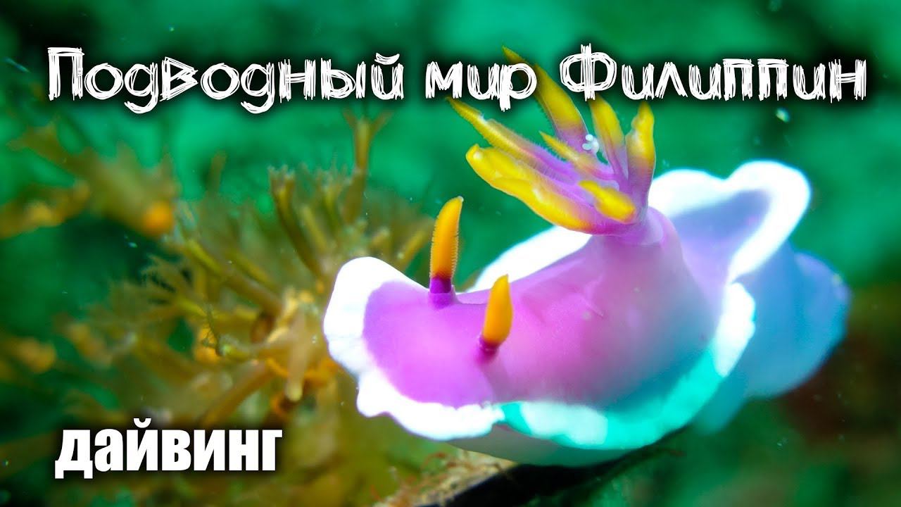 Филиппины. Дайвинг на острове Малапаскуа. смотреть онлайн