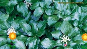 Пахизандра верхушечная Грин Шин. Краткий обзор, описание pachysandra terminalis Green Sheen