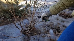 Гортензии метельчатые. Обрезка гортензий. Весеннее формирование куста.  часть 1