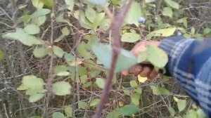 Быстрый компот из терновника на зиму - сбор плодов.